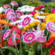 A garden with colorful daisies.