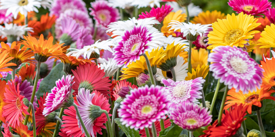 A garden with colorful daisies.