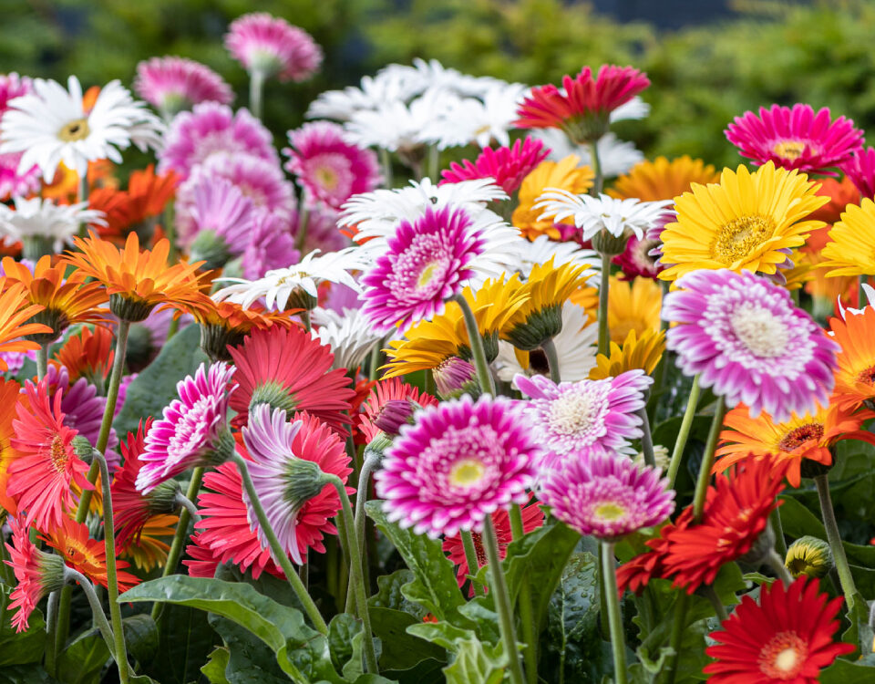 A garden with colorful daisies.