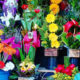 A flower shops with many flower varieties.