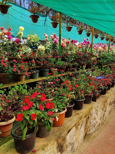 Several potted flowering plants are kept in a row.
