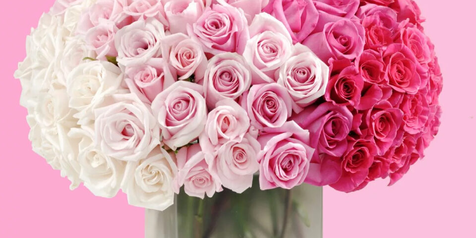 Group of rose flowers kept in a bouquet, against pink filled backdrop.